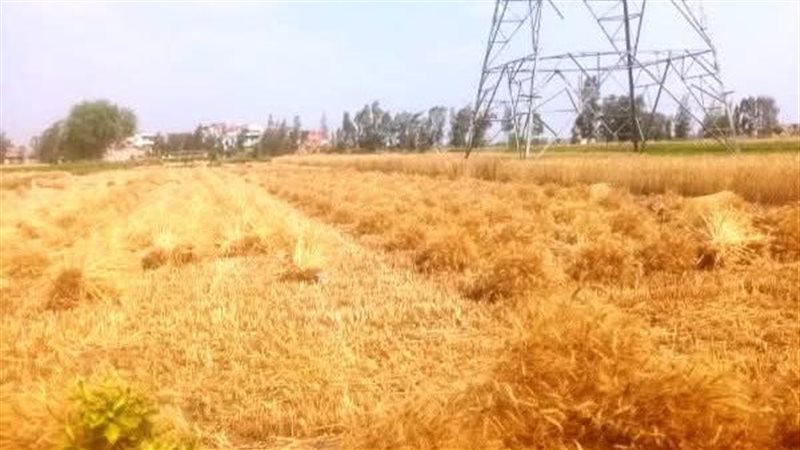 موسم حصاد القمح