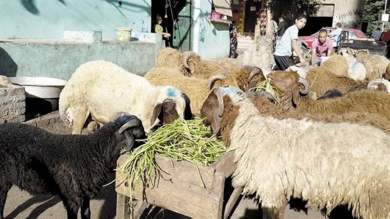 صك الاضحية 