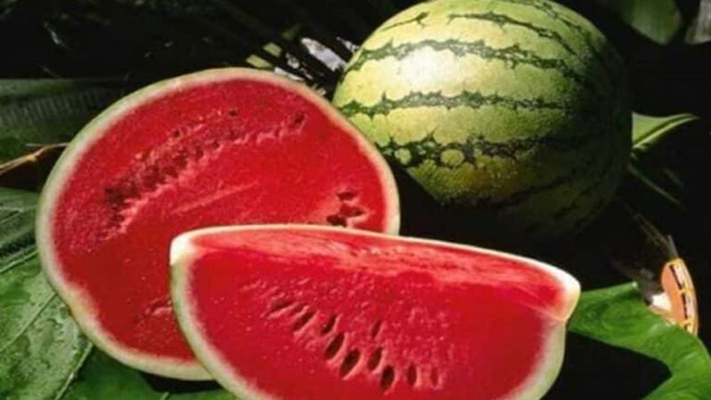 كيفية اختيار البطيخ 