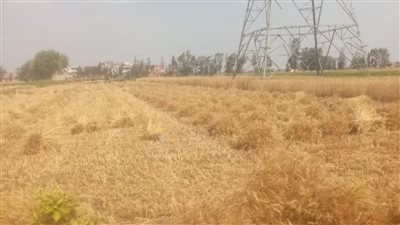المواقع التخزينية تستقبل 260 ألف طن من الذهب الأصفر بمحافظة الشرقية  