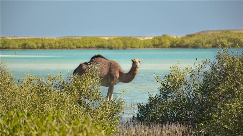 مرسى علم 