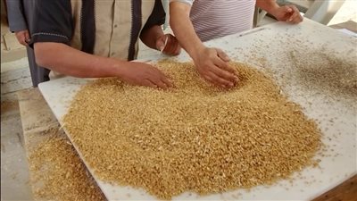 استلام 110 ألف طن من القمح المحلي بمواقع التخزين بالصوامع بالجيزة
