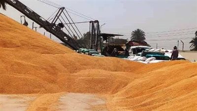 انطلاق موسم توريد القمح 2026.. أسعار محفزة وصرف خلال 48 ساعة