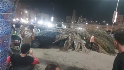 سقوط نخلة على سيارتين بشارع اللبيني بالهرم دون إصابات
