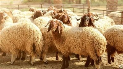 من علوش إلى خروف العيد.. أسماء الأضاحي في الدول العربية تروي حكايات ثقافية