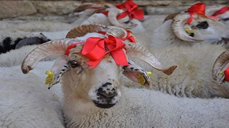 تزين الأضحية قبل الذبح ـ أرشيفية 