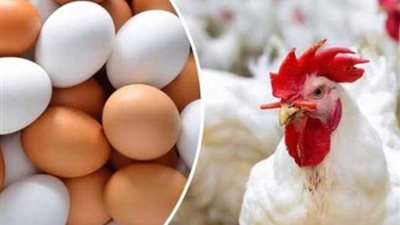 أسعار الدواجن اليوم الجمعة 17-11-2023 بالأسواق