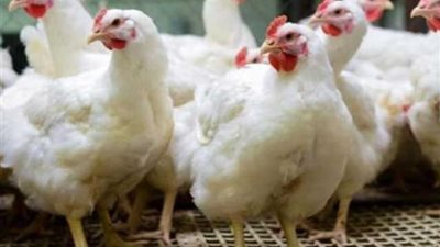 أسعار الدواجن اليوم الإثنين 27-11-2023 بالأسواق
