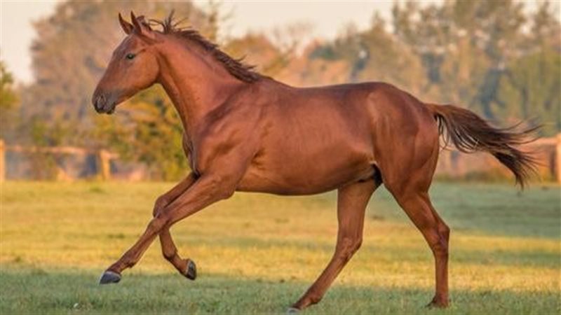 تفسير رؤية الخيل في المنام