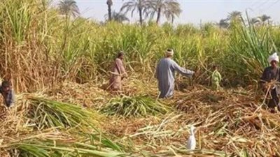 برلماني يقترح رفع سعر طن القصب لدعم المزارعين وحماية صناعة السكر
