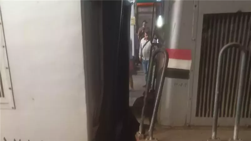 القطار المصطدم 