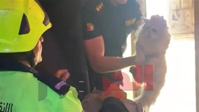 شاهد.. لحظة إنقاذ قطة علقت أعلى تكييف في عقار بالنزهة