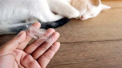 بعد وفاة المربي التركي الشهير للقطط.. إليك أمراض خطيرة قد تنقلها قطتك دون أن تدري