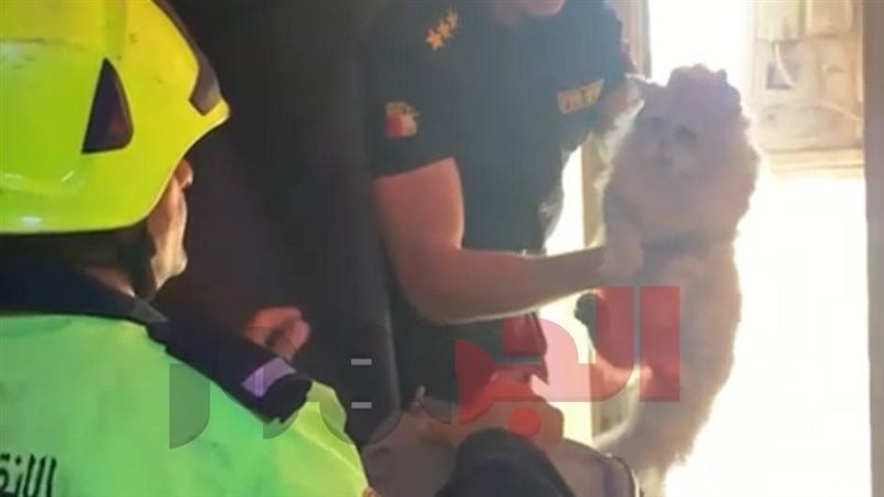 إنقاذ قطة علقت أعلى وحدة تكييف بالطابق الرابع في مصر الجديدة