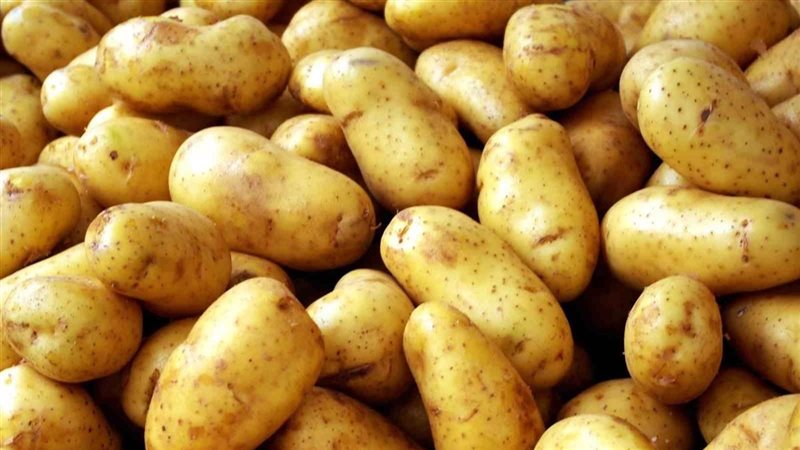 البطاطس