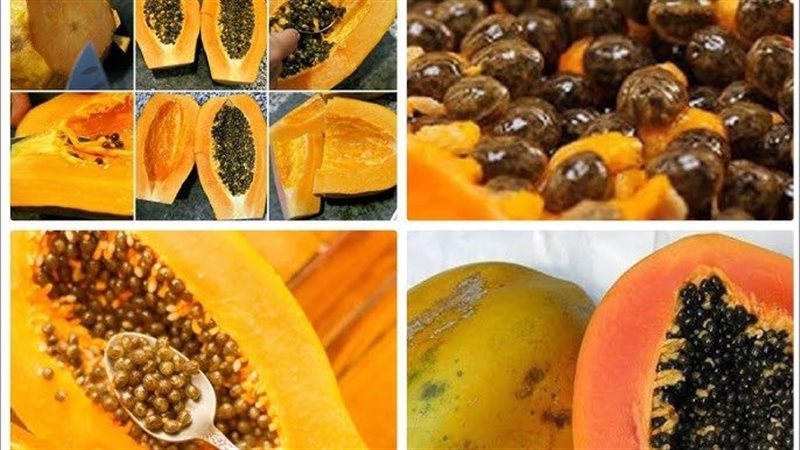 البابايا 