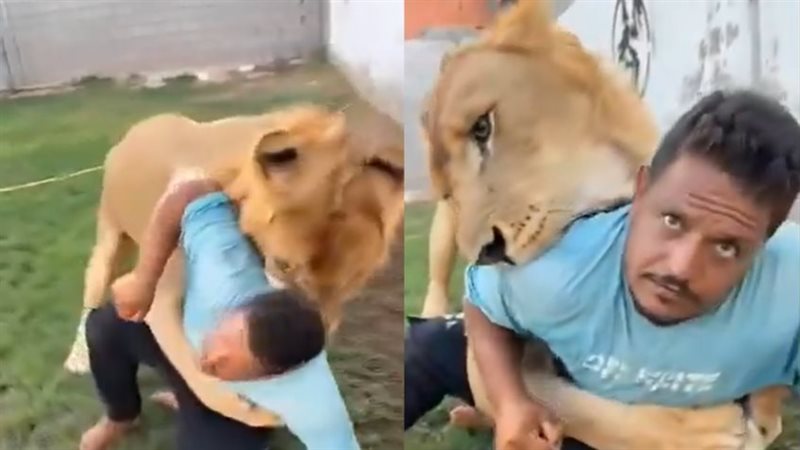 ليبي يطلق أسده على عامل مصري
