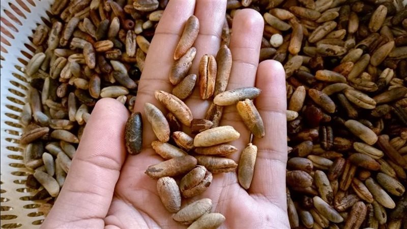 بخاخ من نواة البلح للشعر 