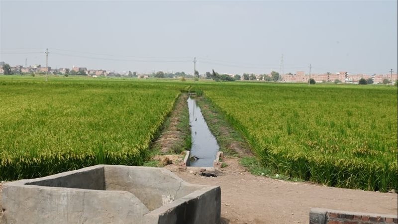 محافظة الشرقية