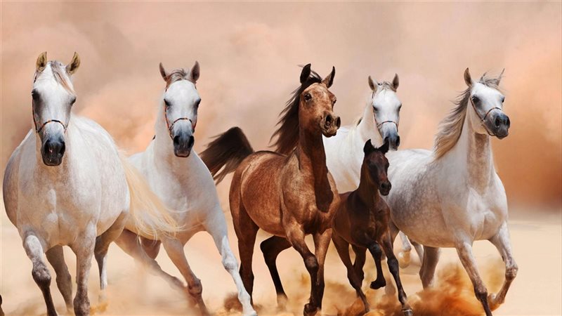 رؤية الخيل ابن سيرين 