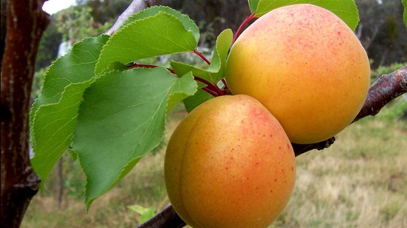 رؤية المشمش 