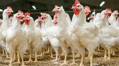 انخفاض أسعار الدواجن البيضاء 35% والكتاكيت 60%