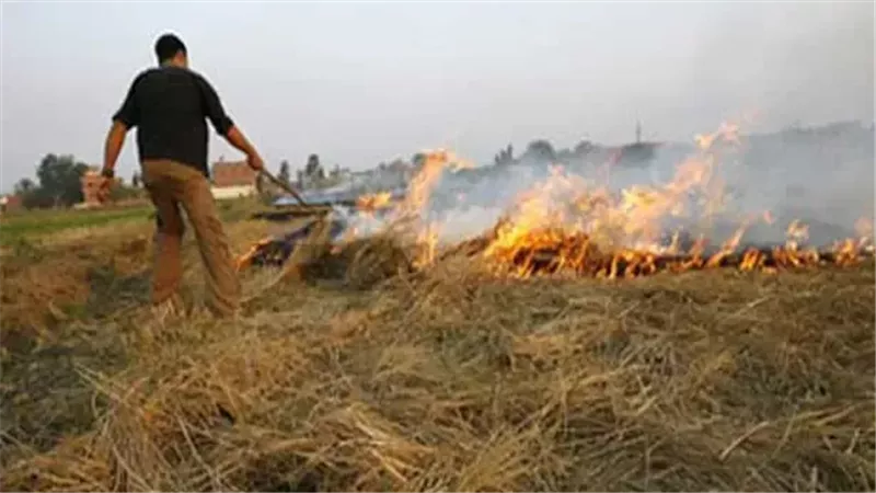 حرق قش الأرز