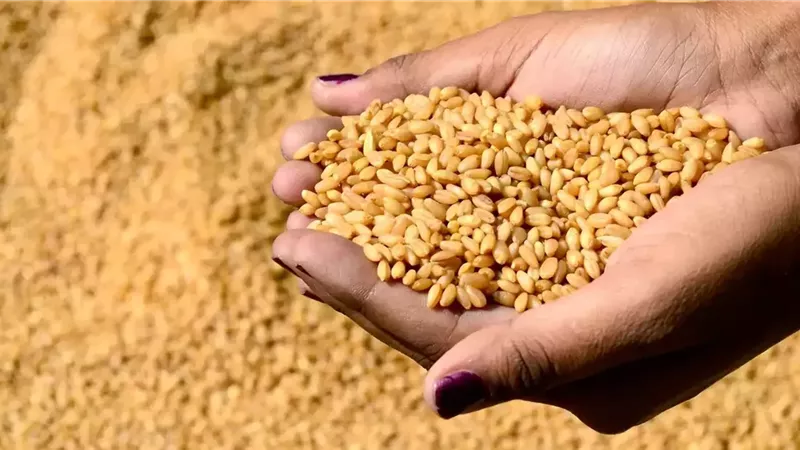 الأمن الغذائي 
