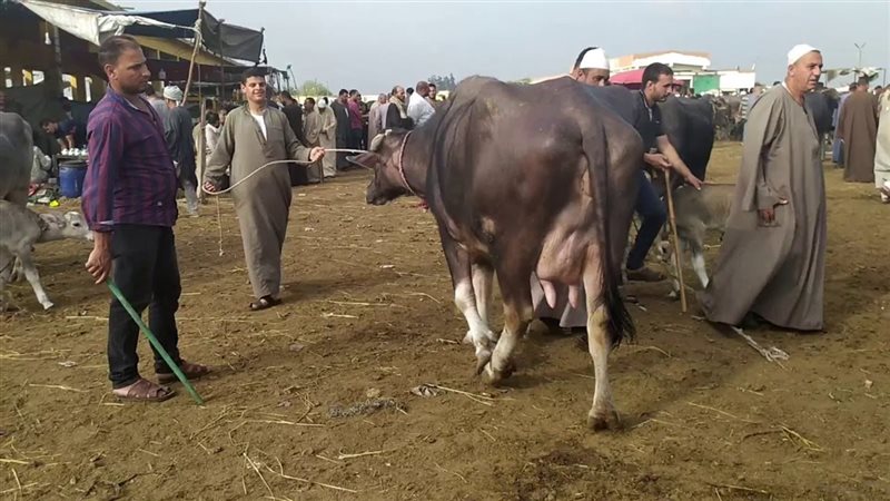 المواشي