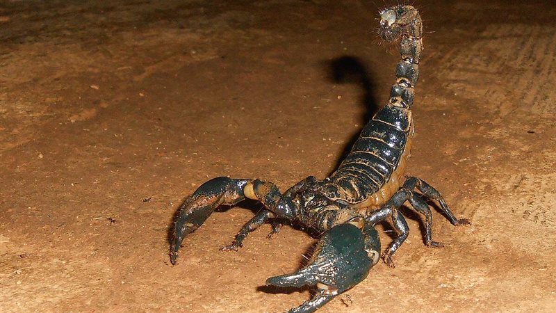 حظك اليوم برج العقرب