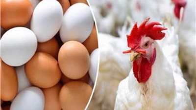 بـ65 جنيها.. أسعار الدواجن اليوم الثلاثاء 19-12-2023
