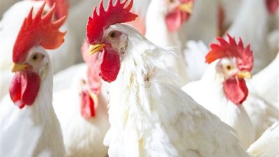 انخفاض أسعار الدواجن 6 جنيهات مع بداية العام الجديد
