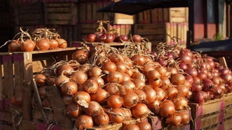 البصل - أرشيفية