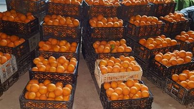 البرتقال السكري بـ 4.5 أسعار الفاكهة اليوم الإثنين 15 يناير