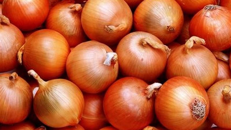 سعر البصل اليوم الاثنين