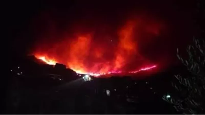 غابات الجزائر