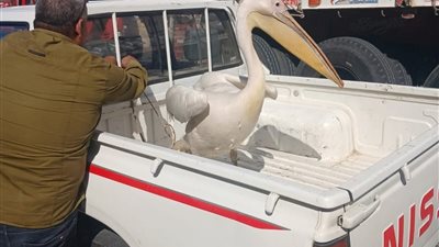 حملة عاجلة للبيئة لضبط ومصادرة طيور البجع المخالِفة بطريق السخنة