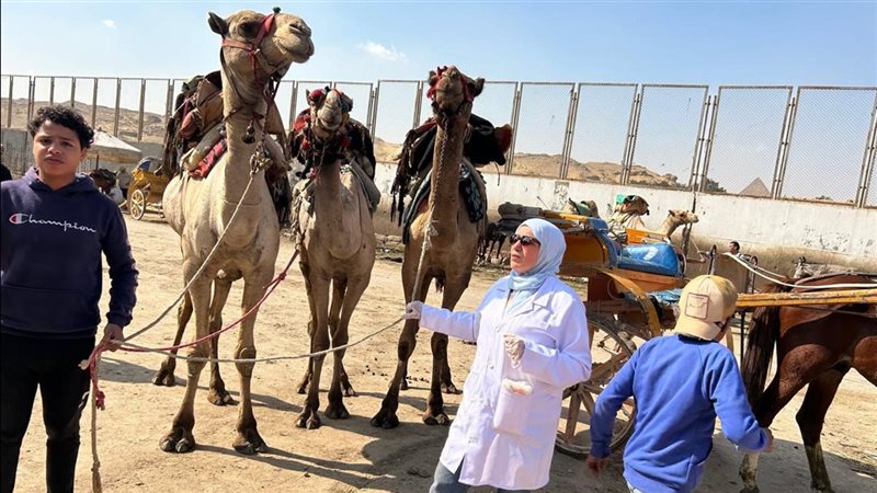 قوافل بيطرية 