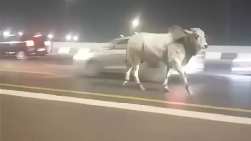 عجول