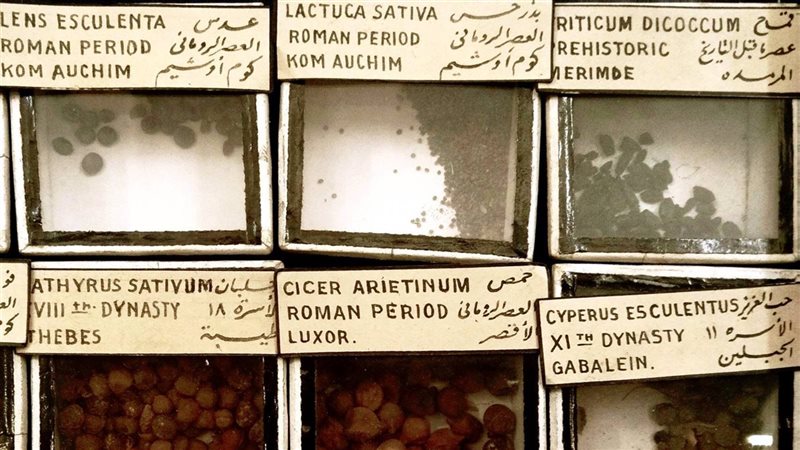 مكونات طبق الكشري بالمحف المصرى