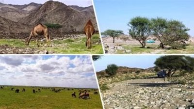 المحميات الطبيعية في مصر.. استثمار مستدام بين البيئة والتنمية (تفاصيل)