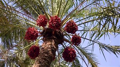 غرفة استصلاح الأراضي تستهدف إزالة معوقات المستثمرين ودعم التوسع الزراعي