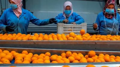 قرار أوروبي جديد يعزز تنافسية الموالح المصرية في الأسواق العالمية