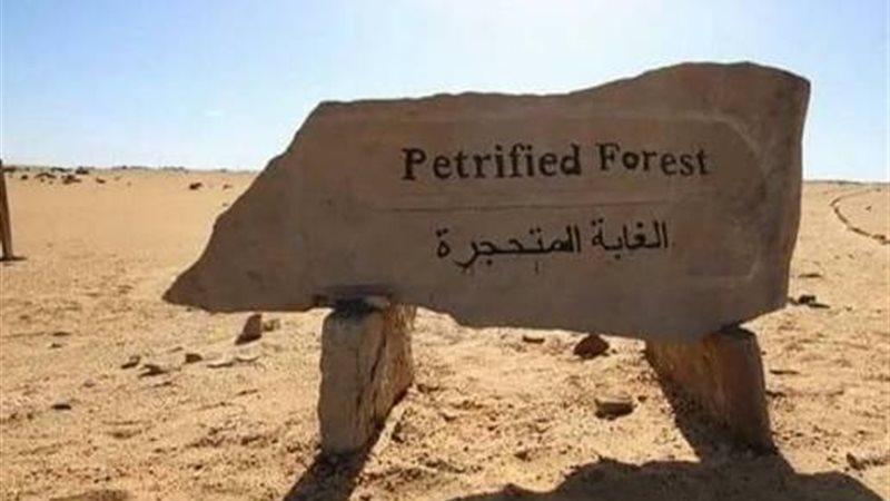 الغابة المتحجرة 