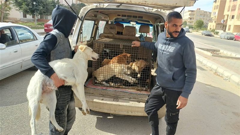 حملة تعقيم الكلاب 