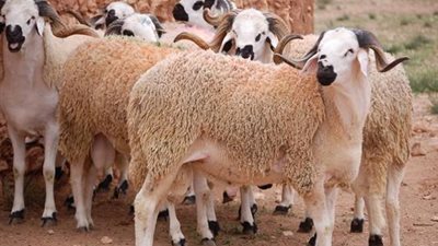 الأضاحي بكام في 2026 .. نقيب الفلاحين يعلن أسعار الجمال والبقر والجاموس