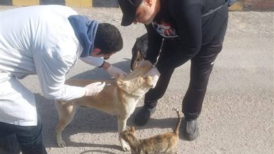«الزراعة» تطلق حملة قومية ضد كلاب الشوارع