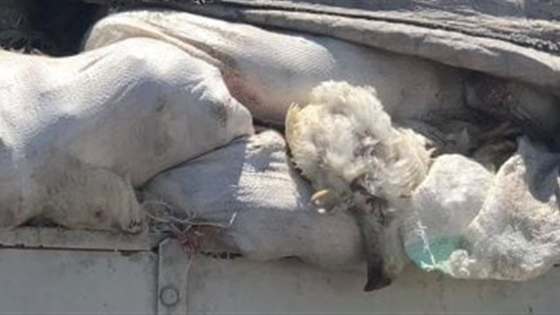 دواجن نافقة أرشيفية 