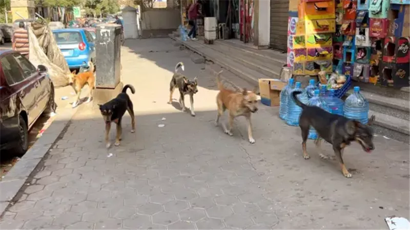 الكلاب الضالة في شوارع القاهرة