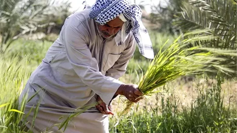 الزراعة